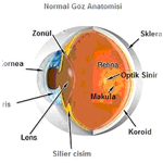 Retina nedir? Gözün hangi kısmını oluşturur?